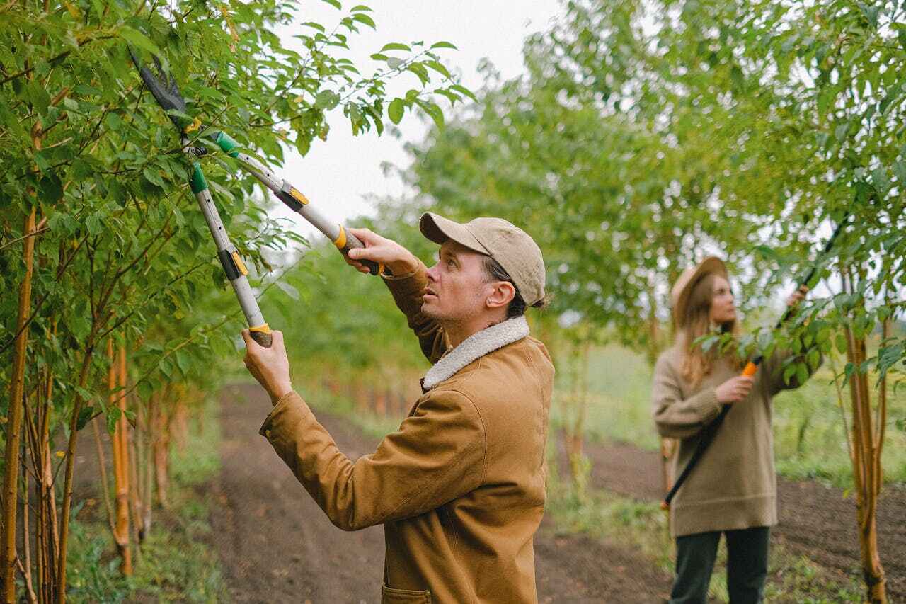 Best Emergency Tree Service  in USA